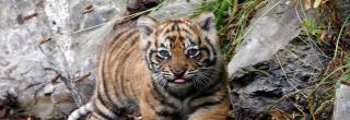 Dublin Zoo Tiger cub